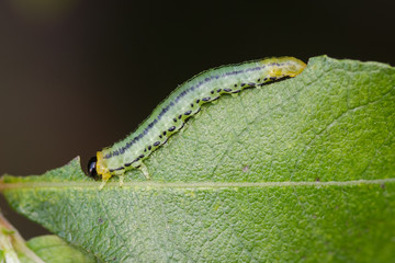 Sawfly Larva caterpillar (croesus septentrionalis) eating a juicy looking leaf