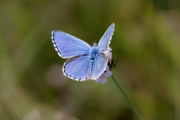 Adonis Blue