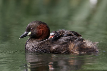 Little Grebe Family