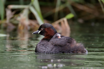 Little Grebe Family