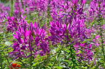 Rosa Spinnenblume- Cleome Spinosa 