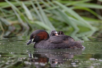 Little Grebe Family
