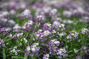 Obraz premium Purple and white Flowers in the meadow. Soft selective focus 