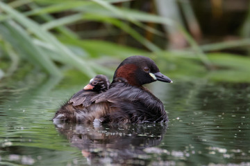 Little Grebe Family