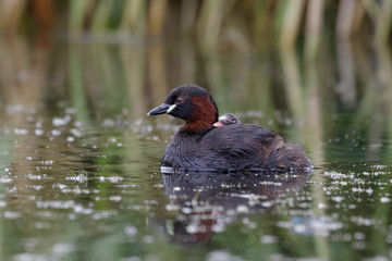 Little Grebe Family