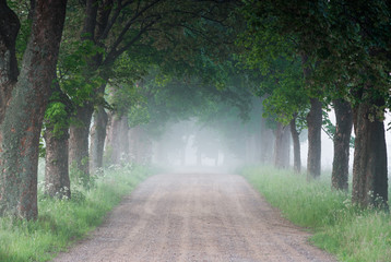 Country road running through tree alley in the morning fog, Pomerania, Poland