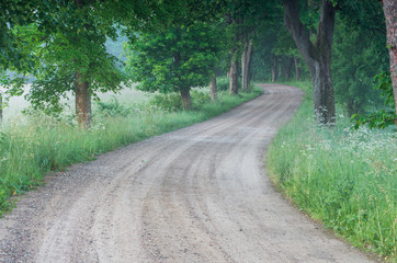 Fototapeta na wymiar Curvy, country road running through tree alley, Pomerania, Poland
