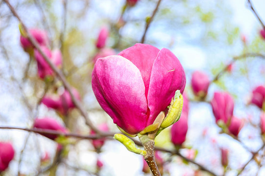 Fototapeta Some magnolia flowers