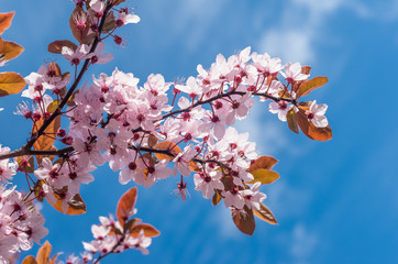 Pink cherry plum flowers on a blue sky background