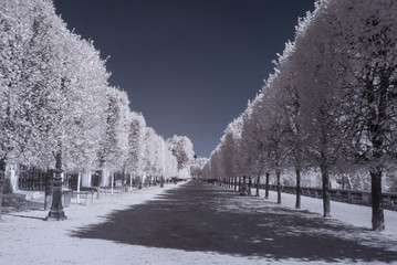 Tuileries garden in infrared