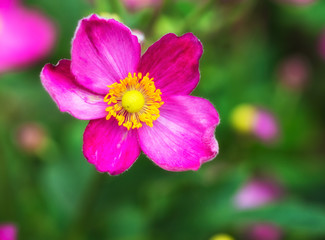Fototapeta na wymiar Rote Blume