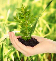 Young plant in hand with soil on green grass background
