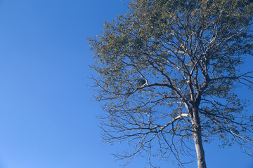 Obraz premium Arvore no céu azul