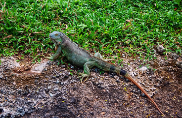 iguana looking at camera in  grass