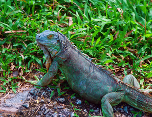 iguana looking at the camera in  grass