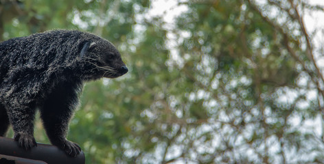 binturong profile against the background of branches and sky