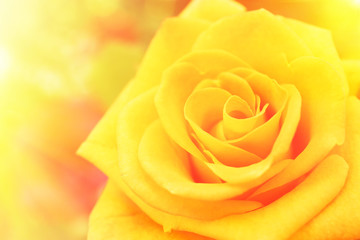 Beautiful orange rose, closeup