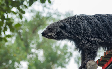 Obraz premium binturong profile against the background of branches and sky