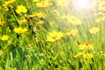 Cosmos flowers with sunlight