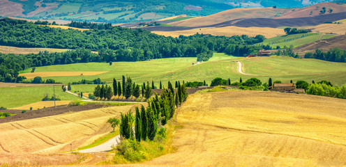 Cypress trees down the country road