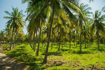 Palmenplantage