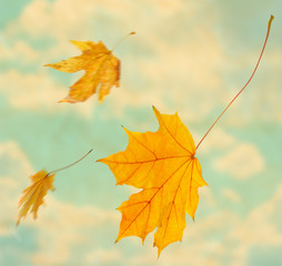 Beautiful autumn leaves flying on a wind