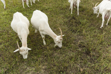 Fototapeta na wymiar goats on pasture white