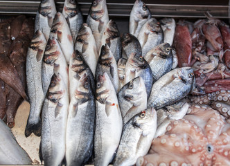Obraz premium Sea fish,seafood