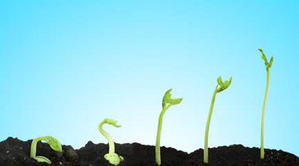 Bean seed germination different stages blue background