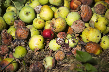 pile of rotten apples
