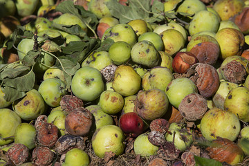 pile of rotten apples
