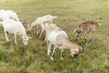 Obraz na płótnie Canvas goats on pasture speckled