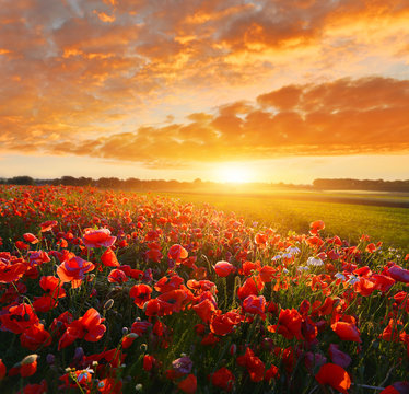 Sunrise poppy field