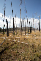 Scerene landscape of previously burnt forest.