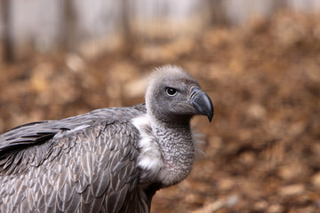 Gänsegeier