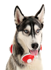 Beautiful huskies dog with headphones isolated on white