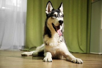 Beautiful huskies dog on floor in room