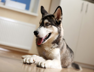 Beautiful huskies dog on floor in room