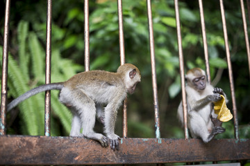 Monkey Climbing on Fence