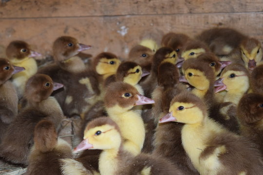 Ducklings of a musky duck