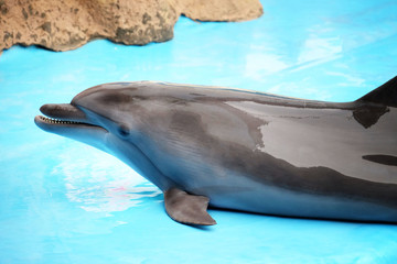 Obraz premium Cute dolphin in the dolphinarium