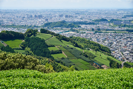Beautiful tea fields in front of the panorama of Fujieda and Shizuoka