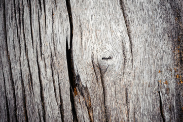 texture of bark wood