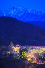 Light up of Cherry Blossoms and Japan Alps, Takato Castle Site Park, Nagano, Japan