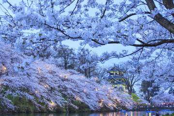 Light up of Takada Castle and Cherry blossoms, Niigata, Japan