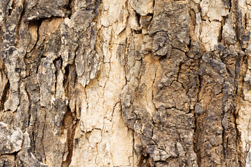 Old wood texture