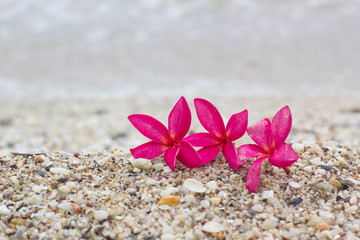 Pink plumeria on the beach