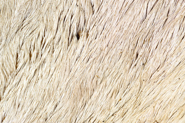Close up dirty cow skin and white fur