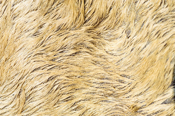 Thin focus Close up dirty cow skin and yellow fur