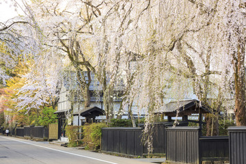 Weeping Cherries of Kakunodate’s Samurai District, Akita, Japan